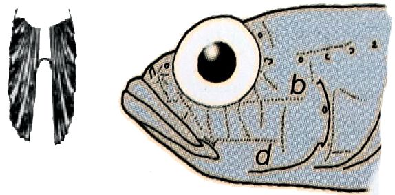 Gobius strictus_01.jpg